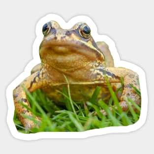 Frog looking for his Princess Sticker